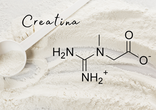 Creatina: El Suplemento Más Investigado en la Ciencia del Deporte